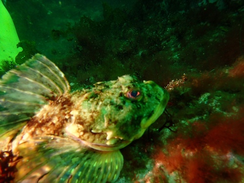 Myoxocephalus scorpius