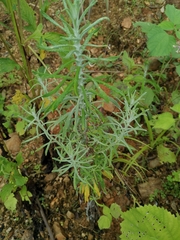 Pseudognaphalium affine