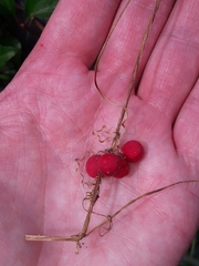 Bryonia cretica dioica