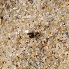 Actocetor indicus