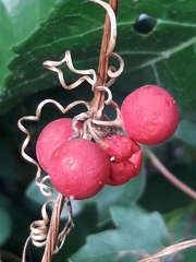 Bryonia cretica dioica