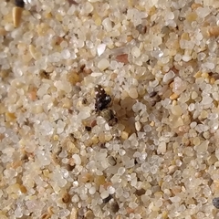 Actocetor indicus