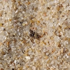 Actocetor indicus