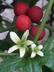 Bryonia cretica dioica