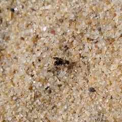 Actocetor indicus