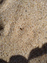 Actocetor indicus