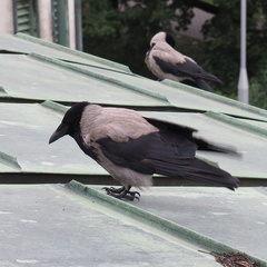 Corvus cornix
