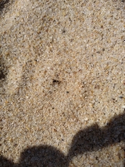 Actocetor indicus