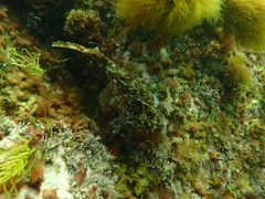 Hemitripterus americanus