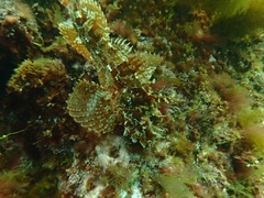 Hemitripterus americanus