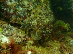 Hemitripterus americanus