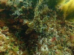 Hemitripterus americanus