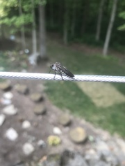 Heteropogon macerinus