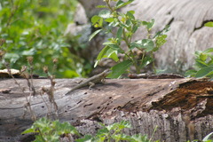 Tropidurus etheridgei