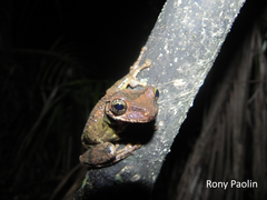 Osteocephalus oophagus