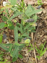 Crotalaria sagittalis