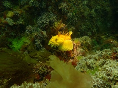 Hemitripterus americanus