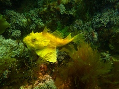 Hemitripterus americanus