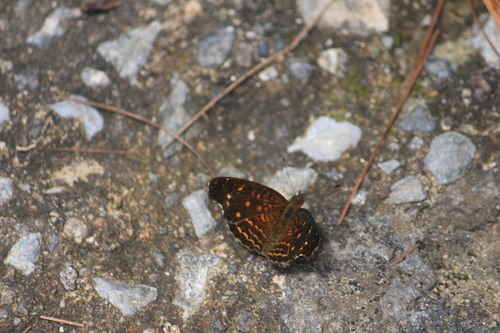 Anthanassa atronia image