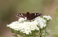 Apyrrothrix araxes