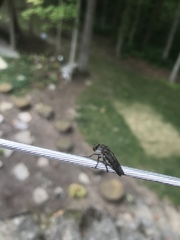 Heteropogon macerinus