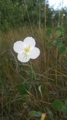 Oenothera nuttallii