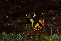 Mantella baroni