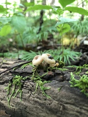 Lentinellus subaustralis