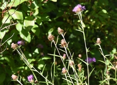 Centaurea × gerstlaueri