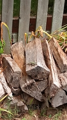 Podarcis siculus campestris