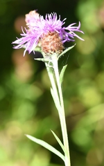 Centaurea × gerstlaueri