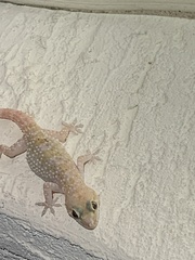 Hemidactylus turcicus
