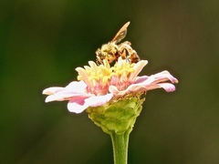 Apis mellifera