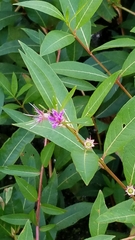 Decodon