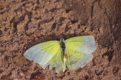Aphrissa statira