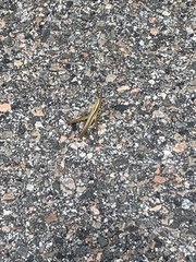 Mermiria intertexta