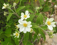 Montanoa leucantha
