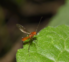 Phaenocarpa