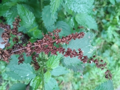 Rumex obtusifolius