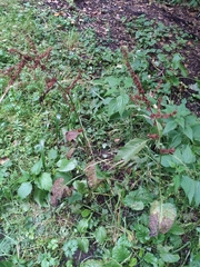 Rumex obtusifolius