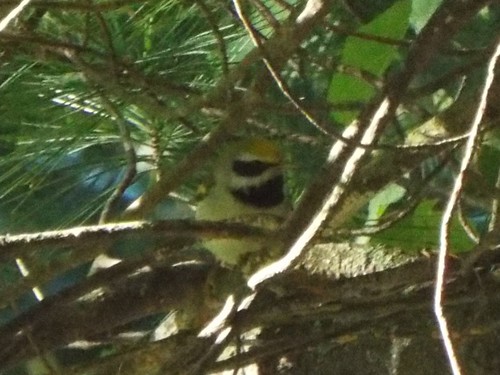 Geelvleugelzanger (Vermivora chrysoptera)