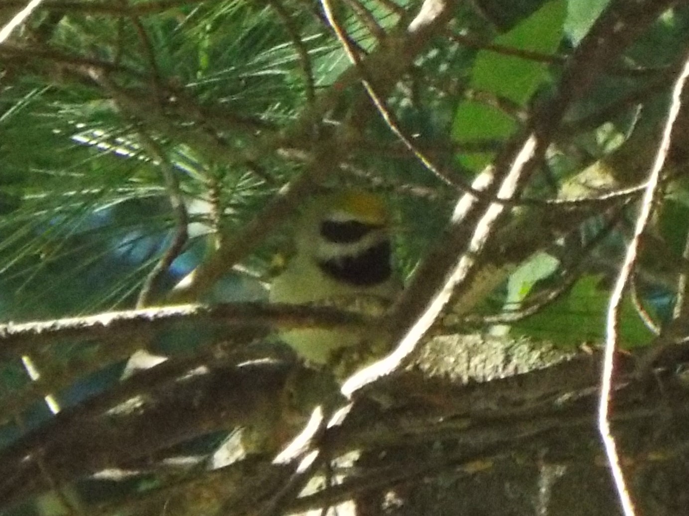 Golden-winged Warbler illustration