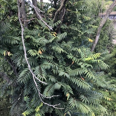 Ailanthus altissima