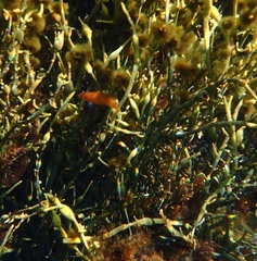 Tautogolabrus adspersus