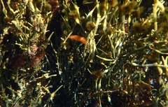 Tautogolabrus adspersus