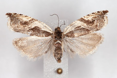 Ancylis simuloides