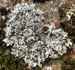 Parmelia neodiscordans