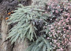 Artemisia pycnocephala