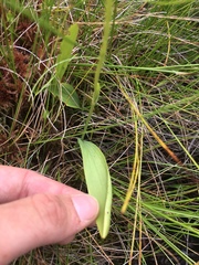 Platanthera clavellata image