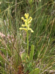 Platanthera clavellata image